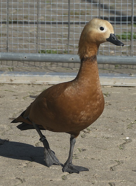 藏决策